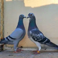 سید جوجه آلمانی سبز پولکی پرشی سوسکی صید چاپی پولک|پرنده|مشهد, پورسینا|دیوار