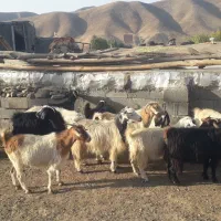 بز آبستن داشتی