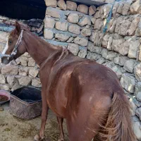 اسب|اسب و تجهیزات اسبسواری|ایلام, |دیوار