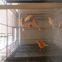 فروش تعدادی قناری|پرنده|سمنان, |دیوار