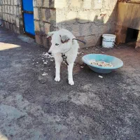 هاسکی|سگ|نیشابور, دربقاضی|دیوار