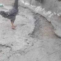 فروش جوجه امروک