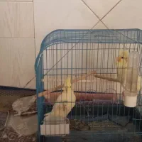 دو عدد جوجه عروس هلندی ۴ماهه موقع یادگیریشون هست|پرنده|کاشان, فاز ۲ ناجی آباد|دیوار