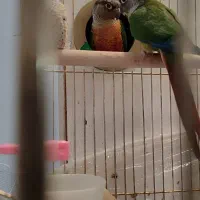 طوطی گرینچیک