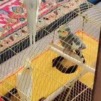 تعدادی عروس هلندی بالغ