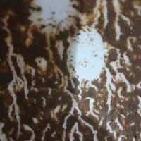 فال و طالع دقیق|خدمات پذیرایی، مراسم|یزد, |دیوار