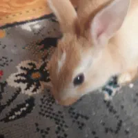 واگذاری حیوان|موش و خرگوش|رامهرمز, |دیوار