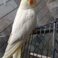 یک جفت عروس هلندی دستی|پرنده|بیرجند, |دیوار