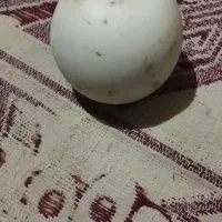 سنگ آسیاب الماس|کلکسیون اشیاء عتیقه|آق قلا, |دیوار