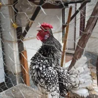 خروس  مینیاتوری|پرنده|اسلام‌شهر, شهرک سالور|دیوار