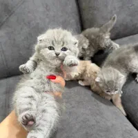 گربه اسکاتیش بلو