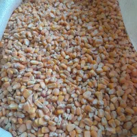 خرید و فروش انواع کود شیمیایی ،جو ،ذرت ،سپوس ،سویا|خدمات باغبانی و درختکاری|کنگاور, |دیوار