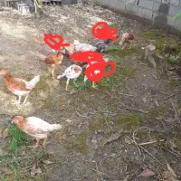 فروش جوجه لاری باکیفیت عالی