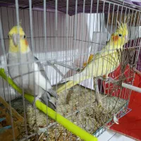 پرنده مولد|پرنده|طبس, |دیوار