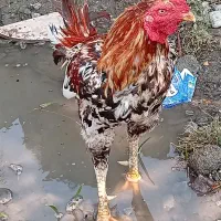 خروس سالم