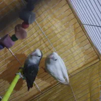 جفت کوتوله برزیلی|پرنده|تربت جام, امام|دیوار