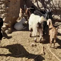بزوبزغاله|حیوانات مزرعه|سبزوار, رباط|دیوار