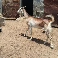 بز‌ پاکستانی‌ جوان