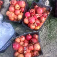 انار درجه یک ارگانیک|خوردنی و آشامیدنی|سرخنکلاته, |دیوار