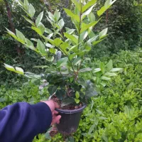 یاس هلندی سطل ۳