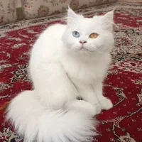 پرشین بسیار کم یاب چشم تا ب تا|گربه|اندیمشک, |دیوار