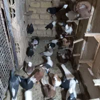 رنگه|پرنده|مشهد, نظام دوست|دیوار