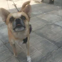 سگ گم شدع|سگ|کهنوج, |دیوار