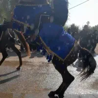 مادیون فروشی...|اسب و تجهیزات اسبسواری|دزفول, |دیوار