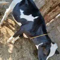 گاوگوساله سرحال گوشتی وبرای داشتی جنس خوب|حیوانات مزرعه|جیرفت, |دیوار