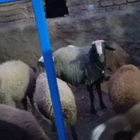 قوچ دو رگه  دو ساله|حیوانات مزرعه|کنگاور, |دیوار