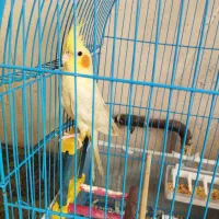 عروس هلندی|پرنده|مرند, |دیوار