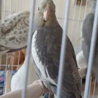 فروش فوری جوجه عروس هلندی|پرنده|مشهد, جاهد شهر|دیوار