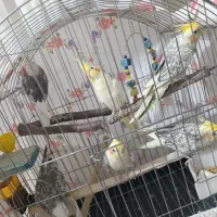 پرنده|پرنده|فردوسیه, |دیوار