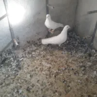 کفتر|پرنده|شیراز, شهرک پرواز|دیوار