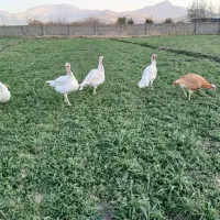 بوقلمون محلی|حیوانات مزرعه|بیستون, |دیوار