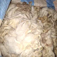 پشم گوسفندسفید
