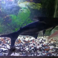 کوسه ماهی گیاهی ۳۳سانتی وآکواریوم ۶۰سانتی