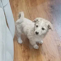 سگ پاکوتاه اشپیتز|سگ|مشهد, پردیس|دیوار