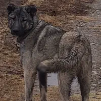 واگذاری سگ سرابی