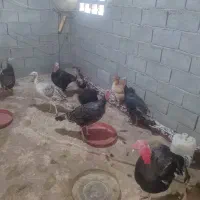 فروش|پرنده|لامرد, |دیوار