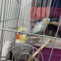 یک جفت عروس هلندی بالغ با تمام لوازم وقفس