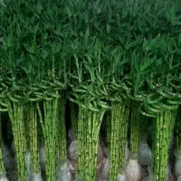 بامبو|گل و گیاه طبیعی|شریفآباد, |دیوار