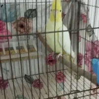 عروس هلندی نر|پرنده|رومشکان, |دیوار