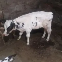 گاو