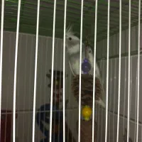 جوجه عروس دونخور معاوضه|پرنده|ری, سیزده آبان|دیوار