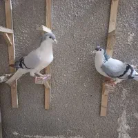 ساده کفتر و المانی قلدور