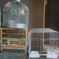 قفس پرنده|لوازم جانبی حیوانات|فردیس, فردیس|دیوار