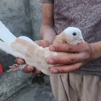 کبوتر