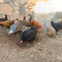 مرغ و باروک محلی