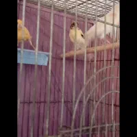 3عدد قناری|پرنده|تربتحیدریه, پائین ولایت|دیوار